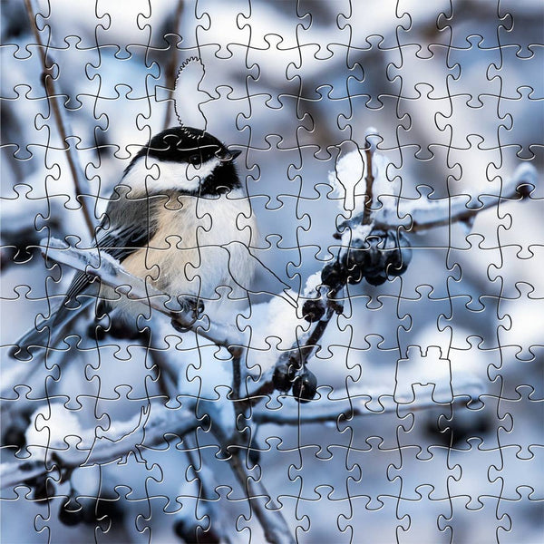 Black Capped Chickadee: Small